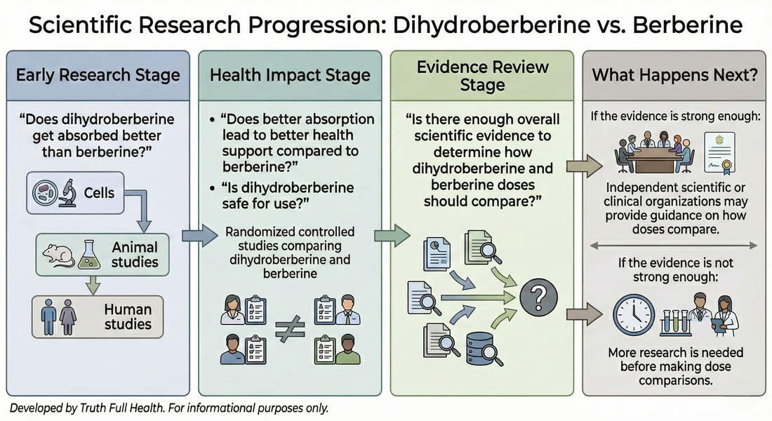 Infographic showing the scientific research progression for dihydroberberine vs. berberine, from absorption studies to human trials, evidence review, safety, and dose-comparison guidance.
