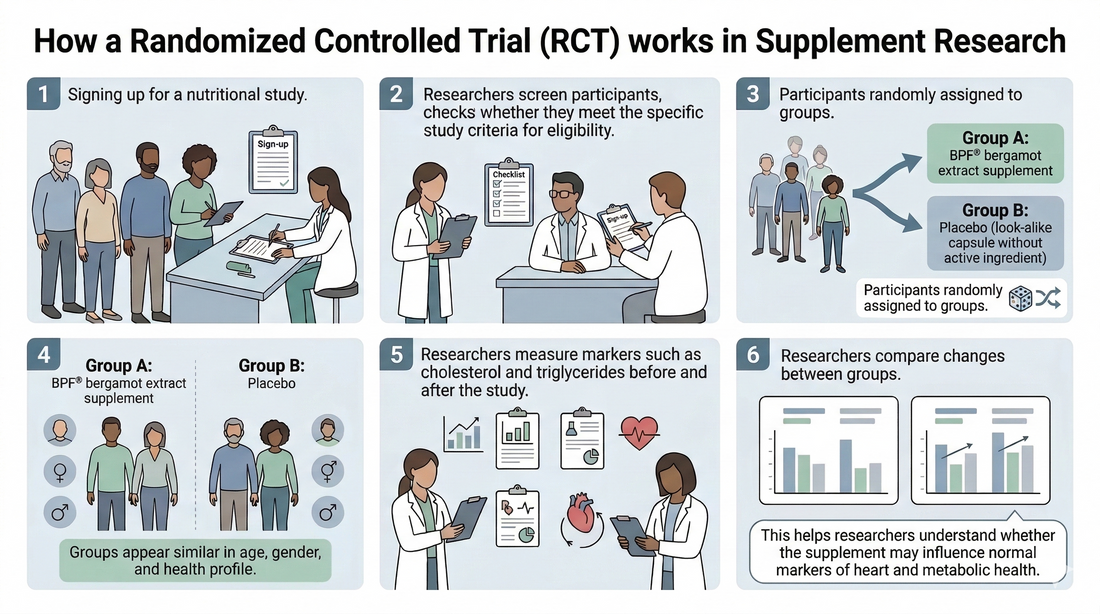 Infographic explaining how a randomized controlled trial in supplement research compares a bergamot extract supplement with a placebo by randomizing participants, measuring cholesterol and triglycerides, and comparing results between groups.