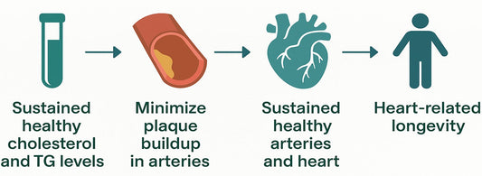 Infographic showing how healthy cholesterol and triglyceride levels support heart health and longevity.