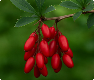 Berberine